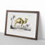 Camel Illustration by Charles d'Orbigny - Picture Frame Painting Print-55514035-55514036