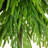 Pine Tree-1446845776