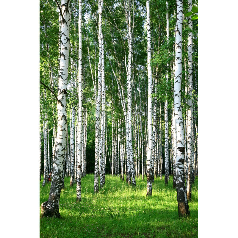 Birch Grove In Summer by LeniKovaleva - Wrapped Canvas Print, 46cm H x 30cm W