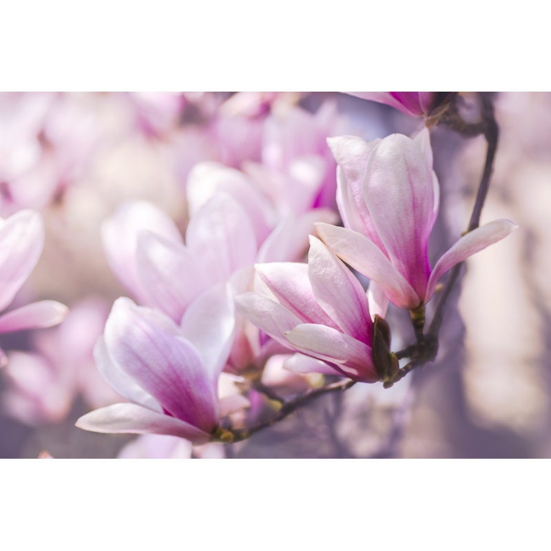 Zarife, belles fleurs de magnolia sur toile, H 12 po x l 18 po