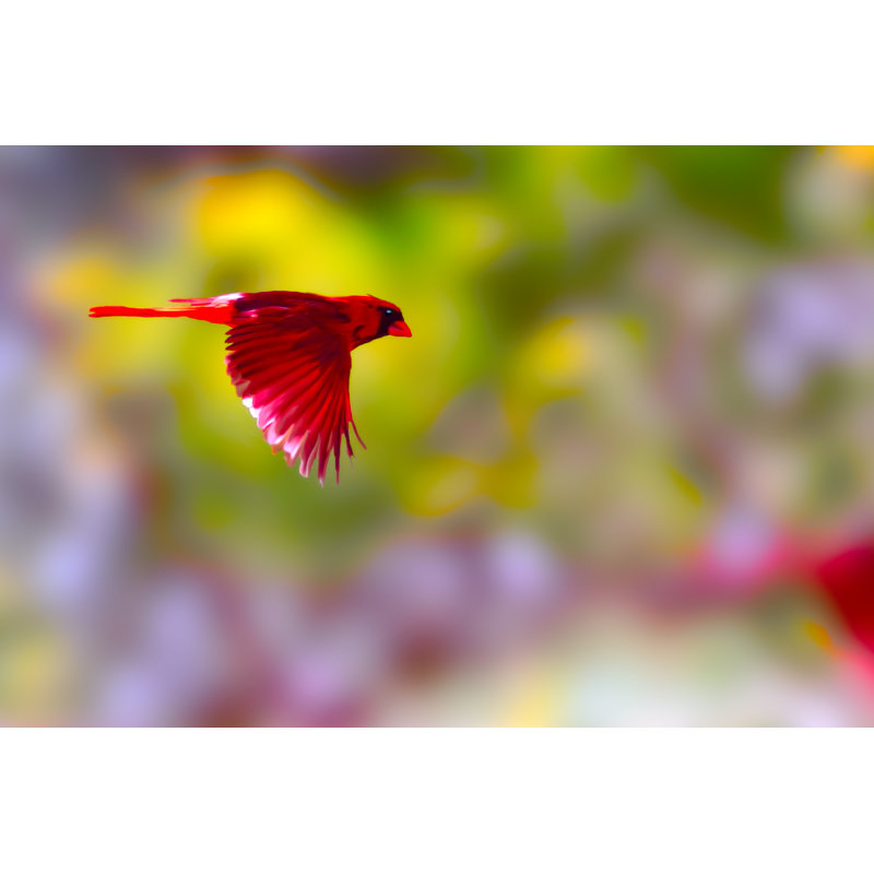 Cardinal en vol par Daniel Friend - Photographie sur toile tendue, L 12 po x H 8 po
