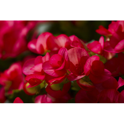 " Tuberous Pink Begonia "