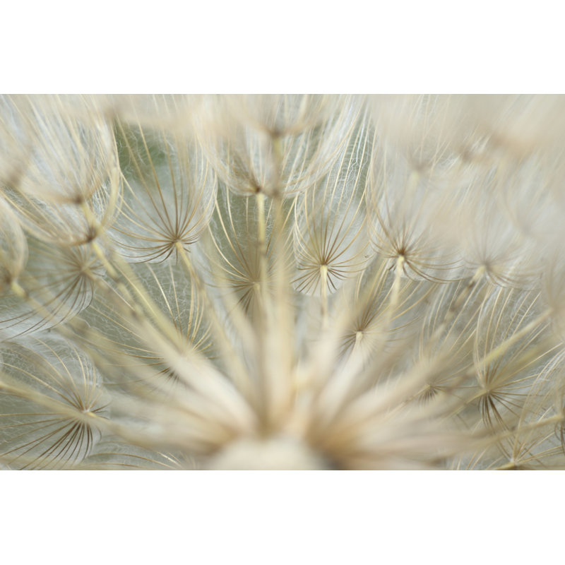 Macro Dandelion IV by Renée W. Stramel - Wrapped Canvas Print, 61cm H x 91cm W