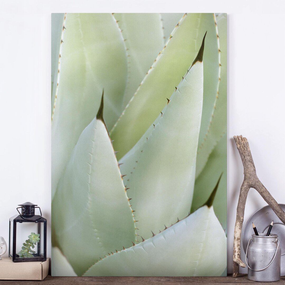 Leinwandbild Aloe