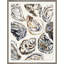 Oyster Collage 1 Print