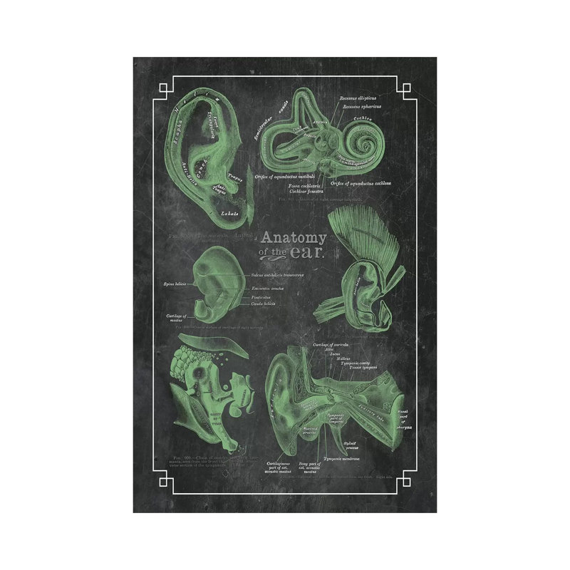 " Anatomy Of The Ear " by ChartSmartDecor, 18" H x 12" W x 1.5" D
