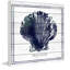 «Sea Scallop», reproduction d'art sur bois blanc-14890828