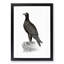 Mountain Eagle Illustration - Framed Print-55617672-55617676