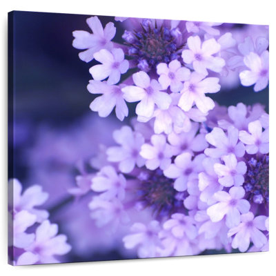 Harnek Purple Flowers