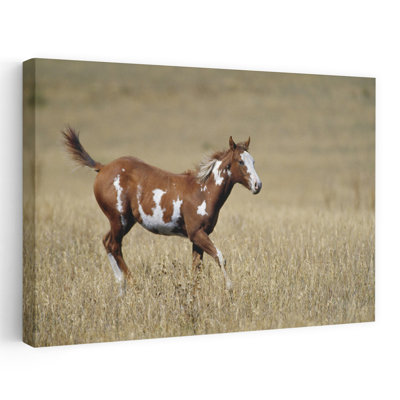 Young Horse Running In Mountain Meadow Autumn Colour San Juan Mountains Colorado USA by Green Earth Collection - Wrapped Canvas Print