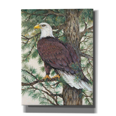 Eagle In The Pine " Eagle In The Pine " by Timothy O' Toole Painting Print