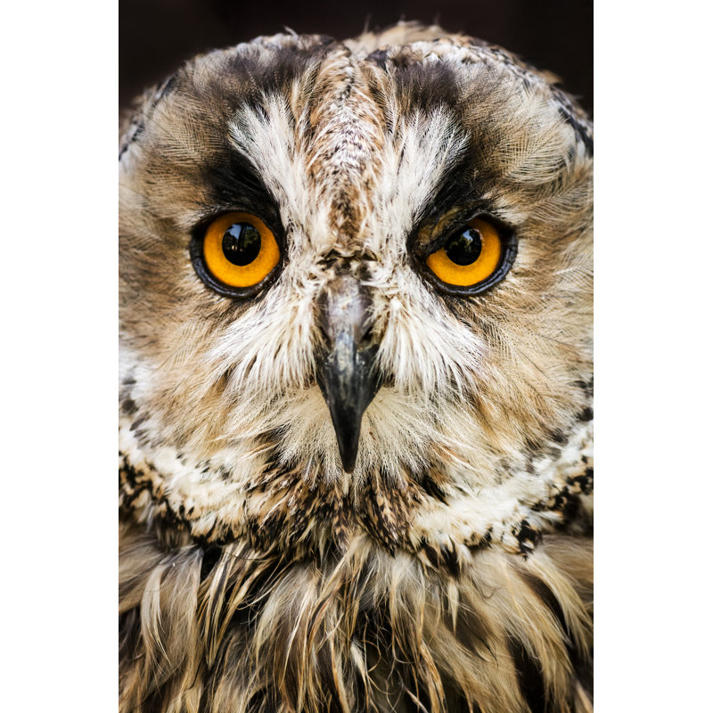 Owl Portrait by Zocha_K - Wrapped Canvas Print, 30cm H x 20cm W