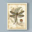 « regal libellule i », reproduction d’impression sur toile tendue-33418108