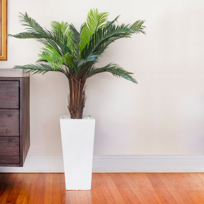 4,5 pi Jardinière Cycas