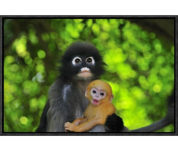 The Online Zoo - Dusky Leaf Monkey