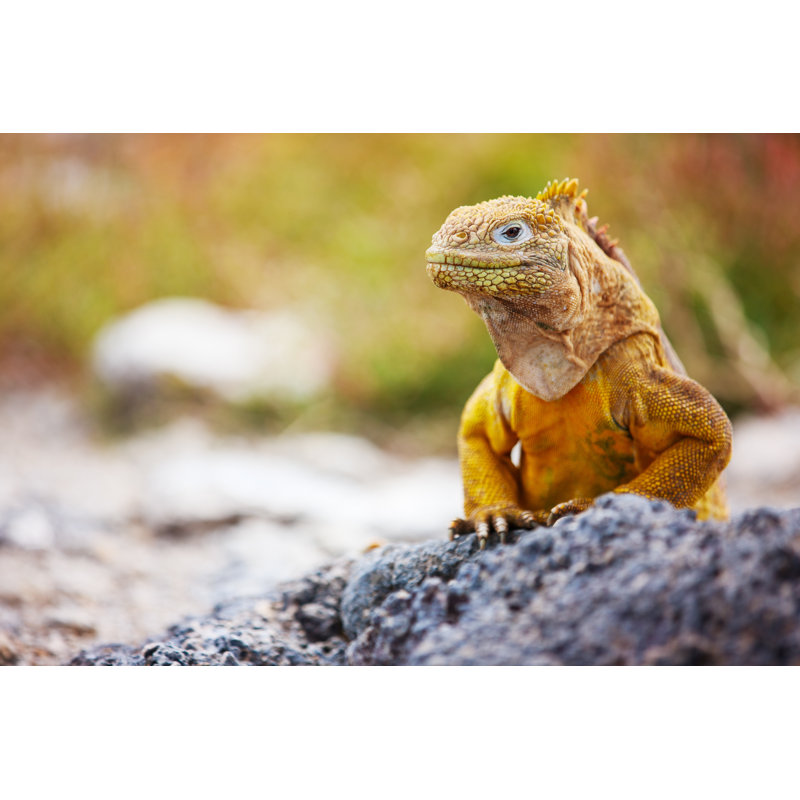 Land Iguana by Shalamov - Wrapped Canvas Print, 51cm H x 76cm W