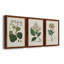 Antique Turpin Botanical IV - Ensemble de 3 reproductions d'art sur toile-2038202532-2038202533