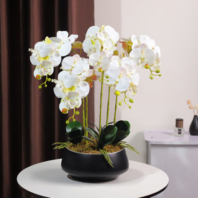 Orchidée papillon