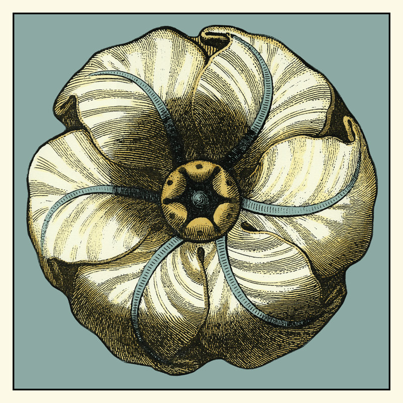 Floral Medallion IV by Vision Studio - Wrapped Canvas Art Prints, 30cm H x 30cm W