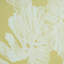 Del Coco Wallpaper-51857678