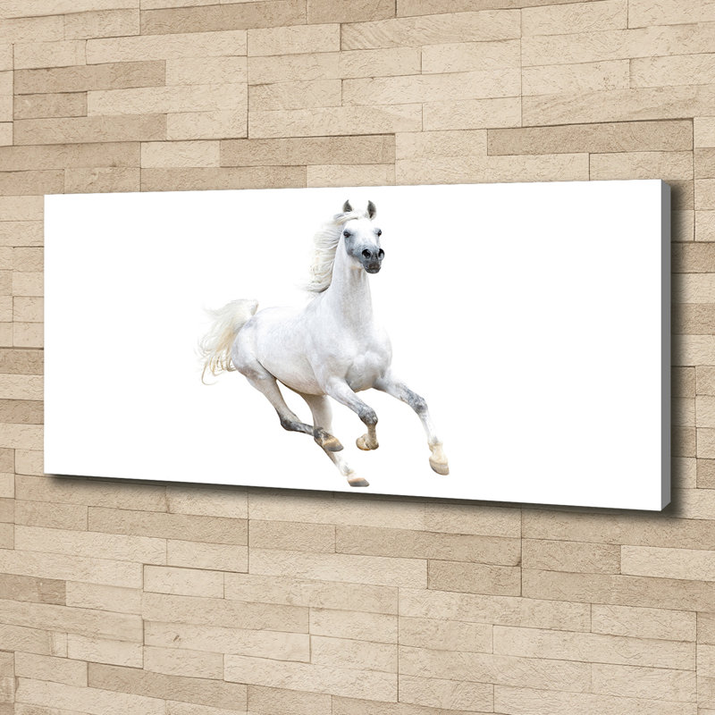 White Arabian Horse - No Frame Print on Canvas