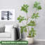 180cm Plant
