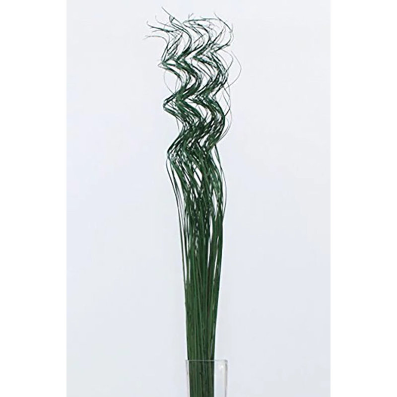 Curly Ting Arrangement