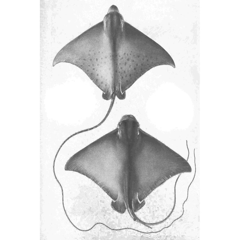 Gris Stingrays I, L 12 po x H 18 po