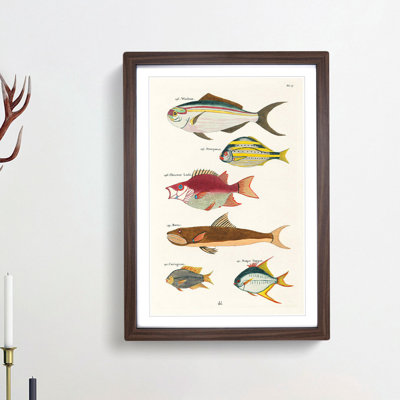 East Indies Fish Illustrations Fol. 27 by Louis Renard - Picture Frame Painting Print