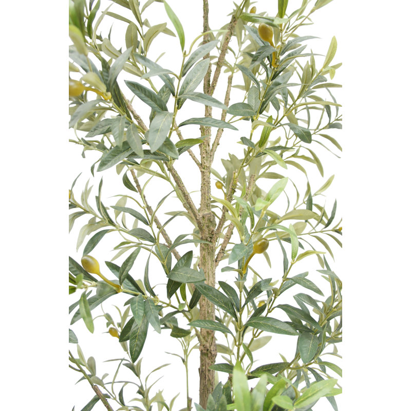 7FT Slim Olive Tree in Grower Pot