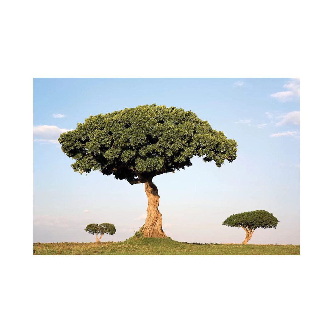 Acacia Trees, Masai Mara National Reserve, Kenya