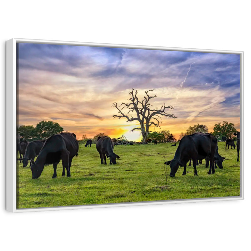 Pâturages Aberdeen Angus, Cadre flottant blanc, 13 po x 9 po
