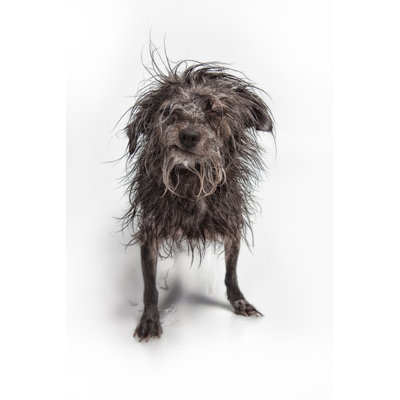 Laid Scruffy Dog par Danbrandenburg
