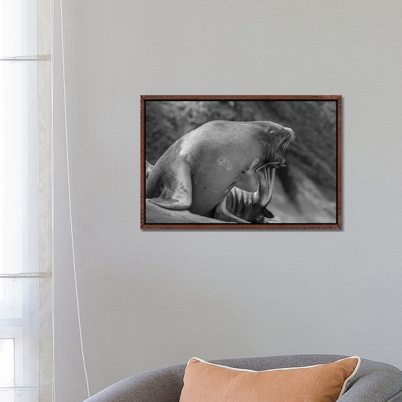 California Sea Lion scratching itself, La Jolla, California 1 Piece Floater Frame Wall Art on Canvas, 45.72 cm H x 66.04 cm W