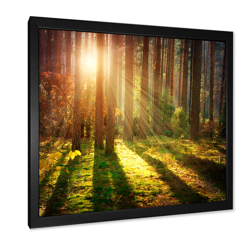 Sun Rays in Misty Old Forest - Peinture, H 36 po x l 36 po, Cadre photo noir