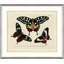 Oken's Naturalist Butterfly V Print