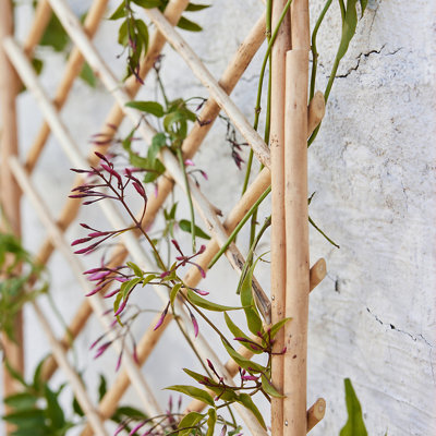 Wood Expanding Trellis