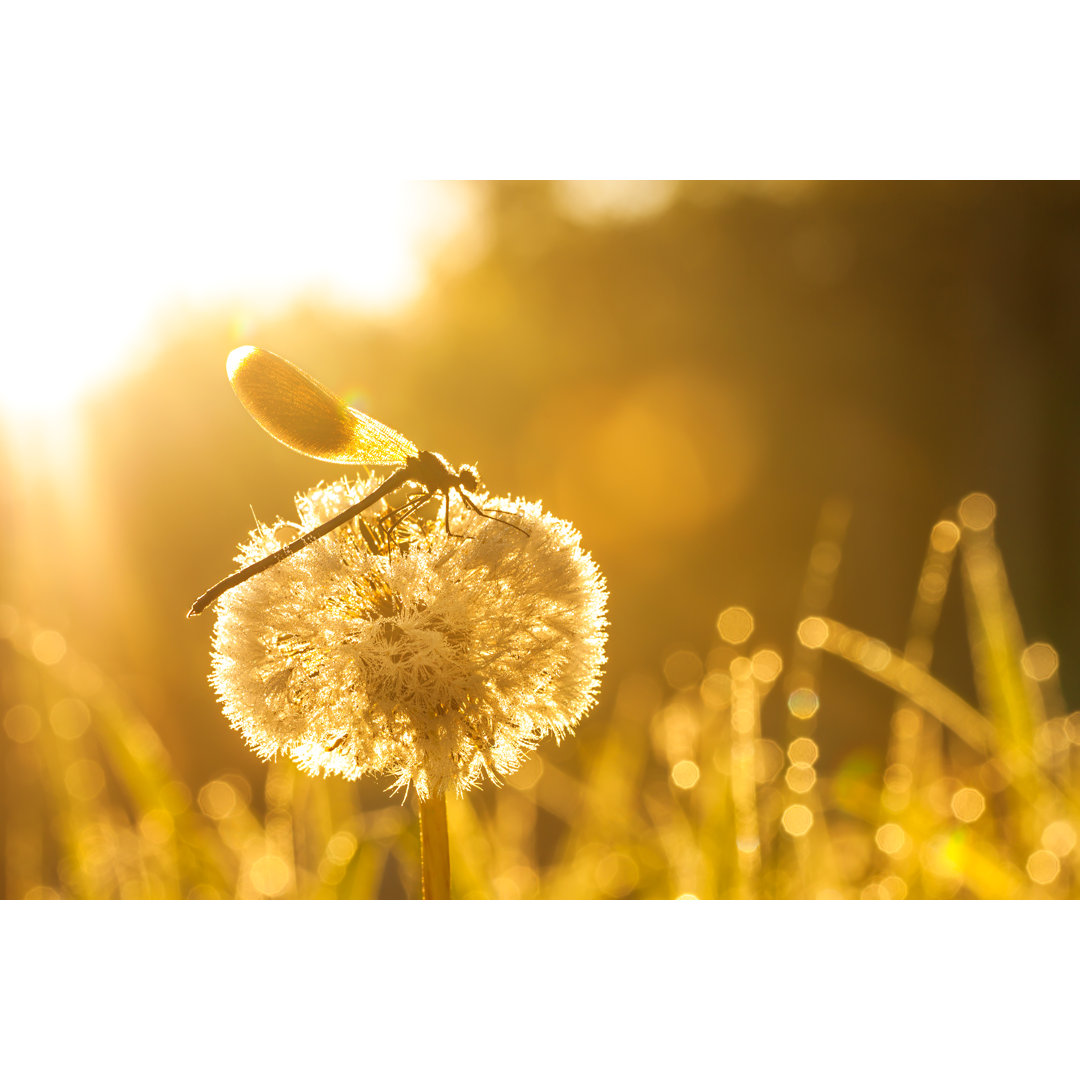 Sonnenaufgang über der Sommerwiese - Druck