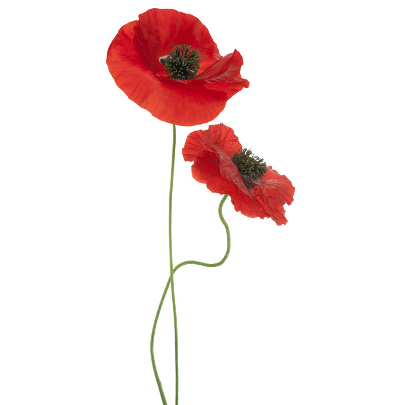 Coquelicot - photographie sur toile tendue, H 36 po x l 24 po