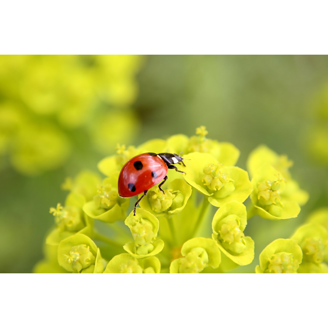 Marienkäfer auf Blumen von Arosoft - Kunstdrucke auf Leinwand