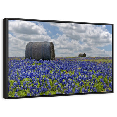Texas Bluebonnets