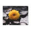 Macro de fleur jaune, art floral sur toile, photographie de nature
