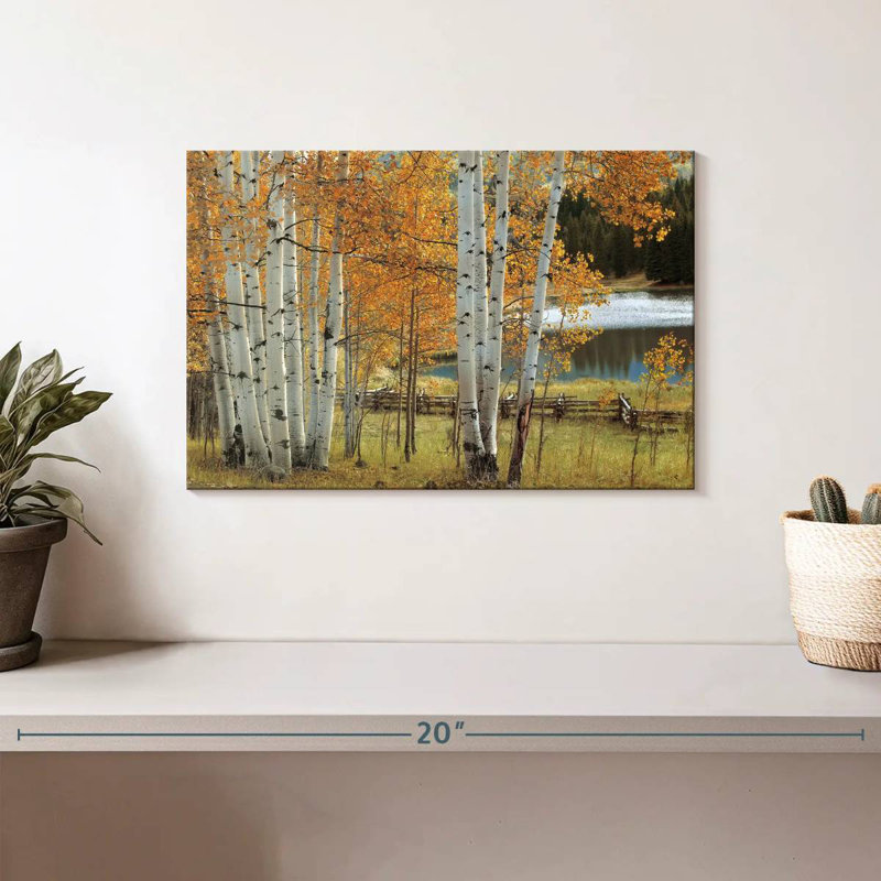Birch Beauty, H 8 po x l 12 po