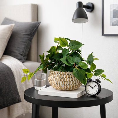 8 po plante ronde Philo dans un panier rond