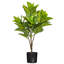 Plante zébrée 26 po Alocasia-1896302854