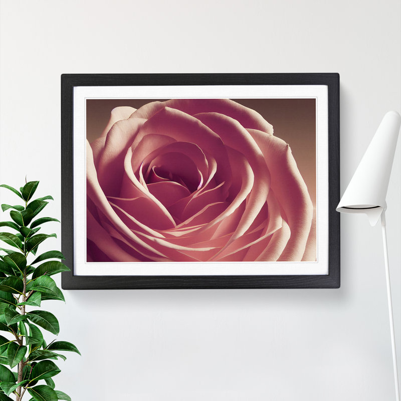 Beguiling Rose Flower - Single Picture Frame Print, Black Framed, 46cm H x 64cm W x 2cm D
