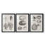 Charbon et coquilles de lin VII-530802097-530802099