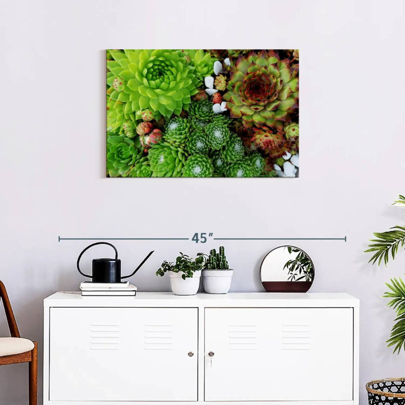 Harnek Succulent Varieties, 20" H x 30" W