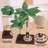 Palm Tree Cat Scratching Post Dual Height Brown