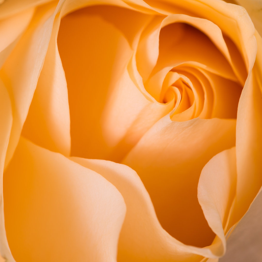 Orange Rose von Somethingway - Kunstdrucke auf Leinwand